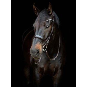 CATAGO Gentle Bridle