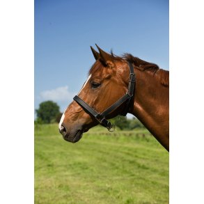 Koldblodsgrime, lder, Norton