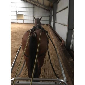 Kreundervisning med vores heste