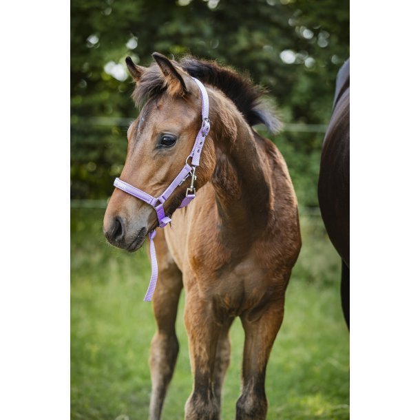 F�lgrime, HG Malva