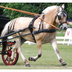 KLINDT Dressur saletsele