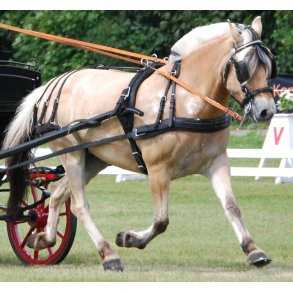 KLINDT Dressur saletsele