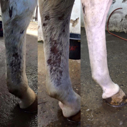 Primecare Skin mod bl.a. muk