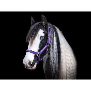 Grime med hestens navn