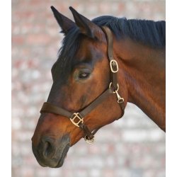 Ldergrime Anatomic, Waldhausen