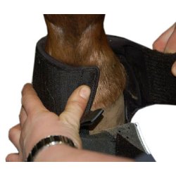 Equine Fusion, All Terrain hovsko