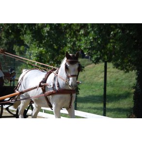 KLINDT Prsentationssele