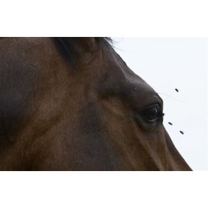 Beskyttelse mod insekter